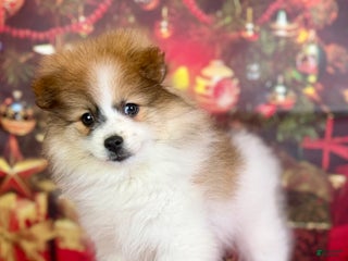 Pomeranian dogs Nelly - Ad 38