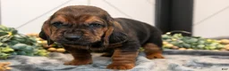 Basset Hound dogs for sale: Dawson - Ad 3