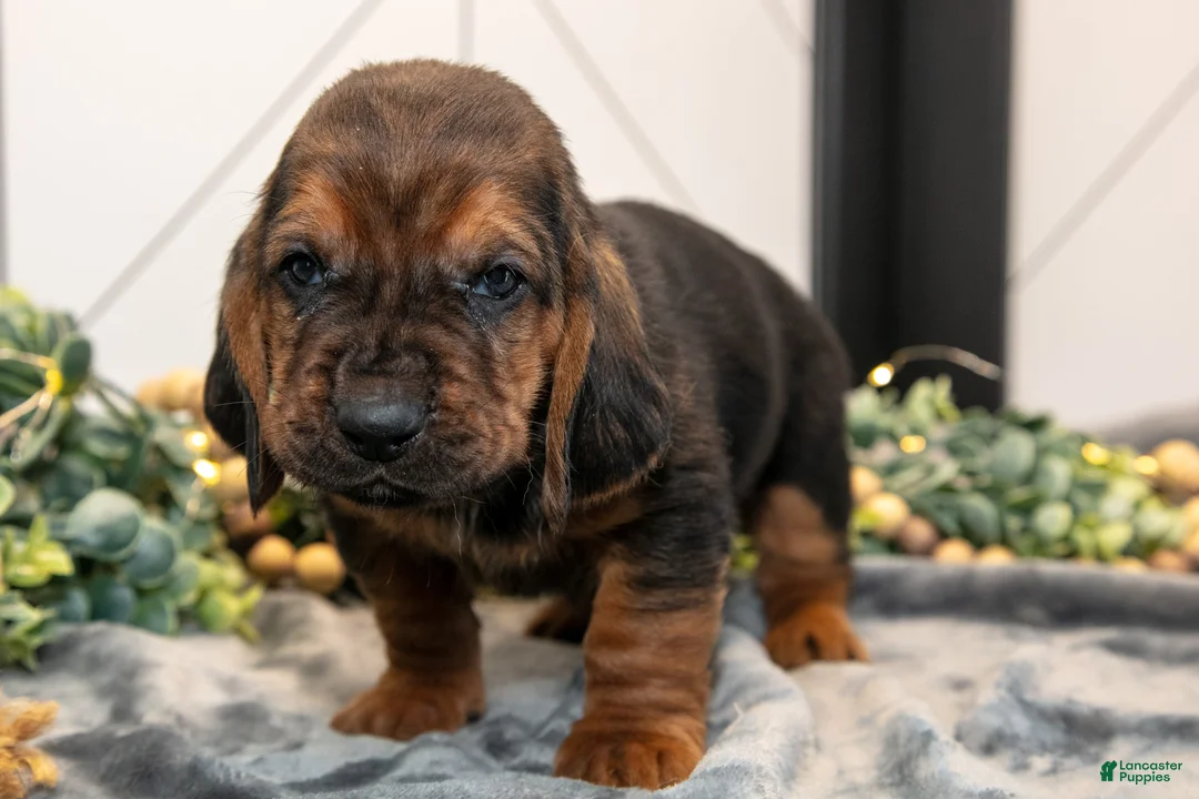 Basset Hound dogs for sale: Dawson - Ad 3