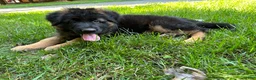 German Shepherd dogs for sale: Max - Ad 7