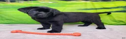 Labrador Retriever dogs for sale: Annie - Ad 5
