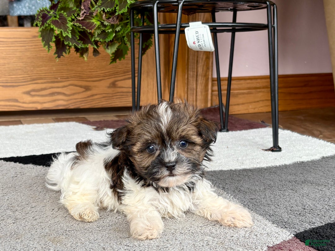 Havanese dogs for sale: Male 2 - Ad 6