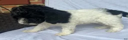 Mini Goldendoodle dogs for sale: Snoop - F1b Golden Doodle - Ad 19