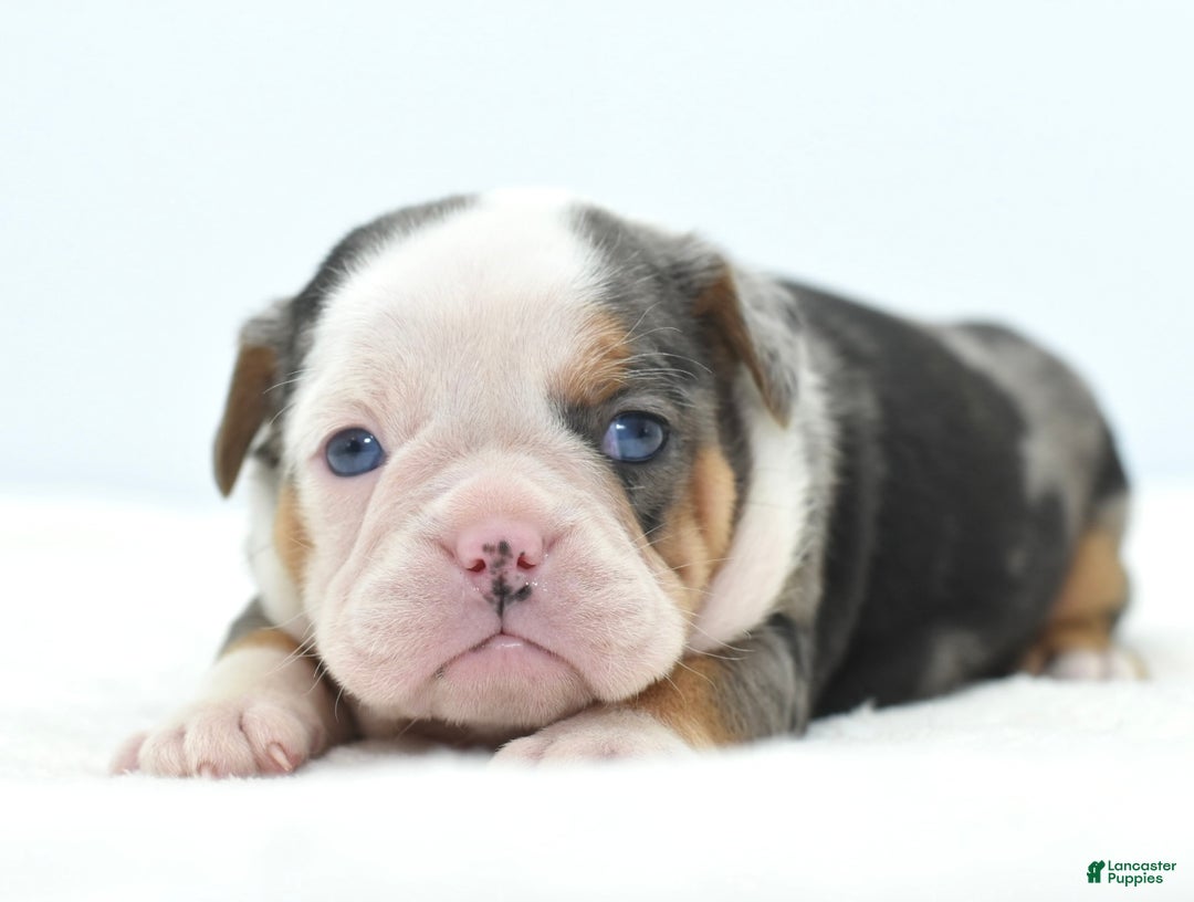 Mixed Breed dogs for sale: Rosie Merle koi pattern  - Ad 7