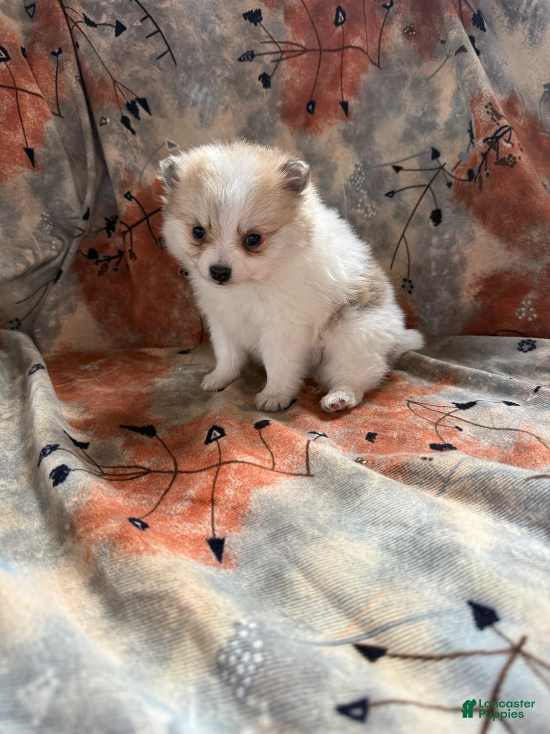 Pomeranian dogs for sale: Russel - Ad 5