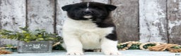 Akita dogs for sale: Corrine - Ad 1