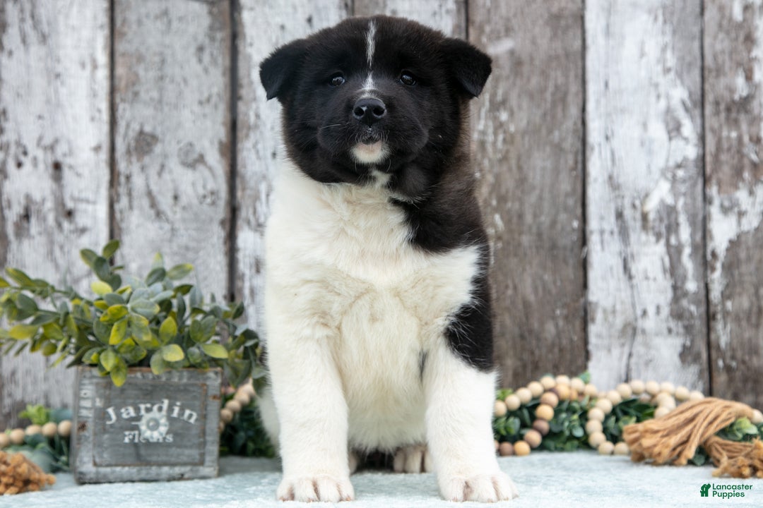 Akita dogs for sale: Corrine - Ad 1