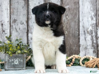 Akita dogs Corrine - Ad 7