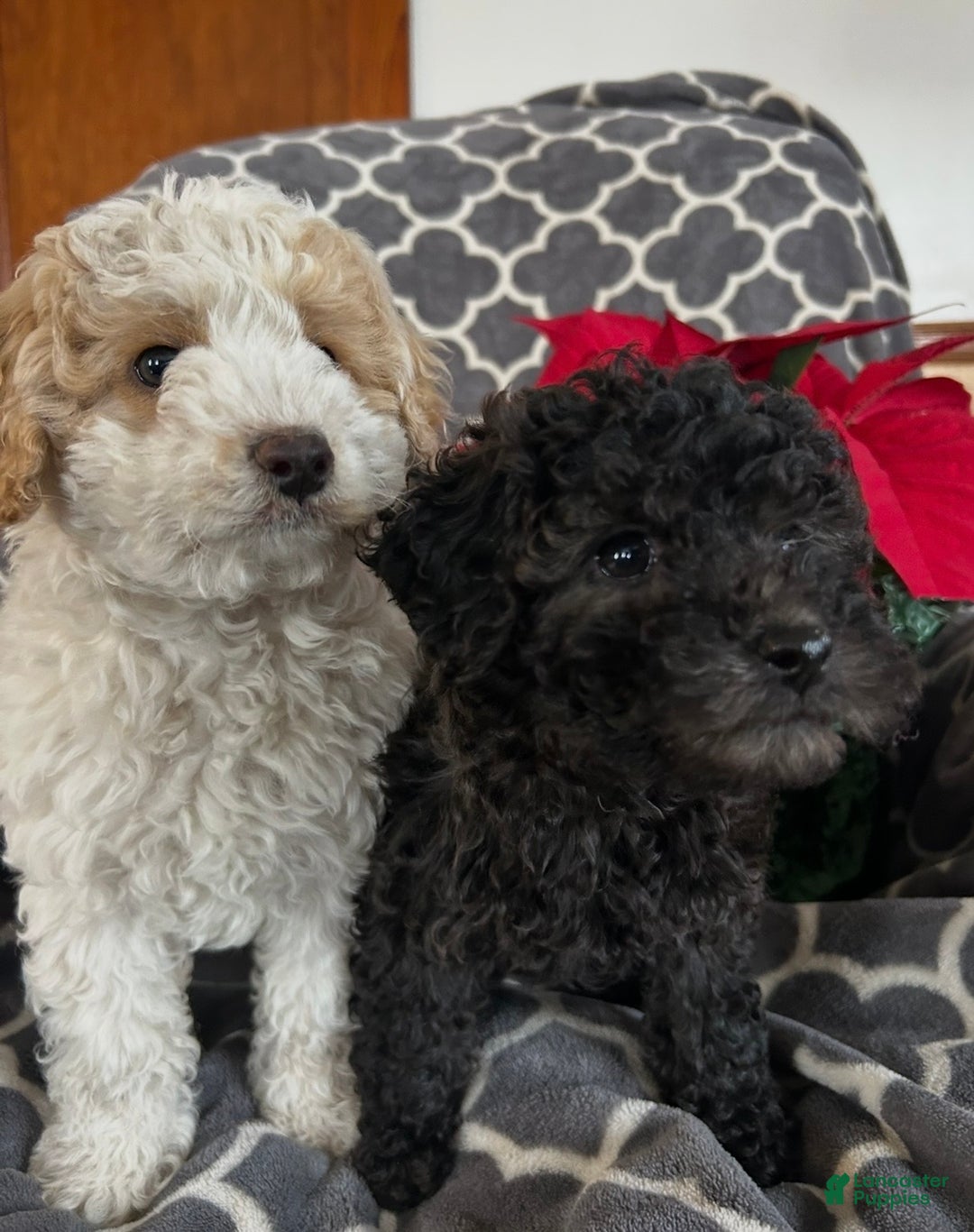 Cockapoo dogs for sale: Cooper - Ad 6