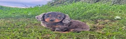 Miniature Dachshund dogs for sale: Stella - Ad 3