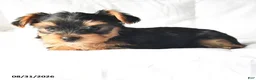 Yorkshire Terrier dogs for sale: Allen - Ad 4