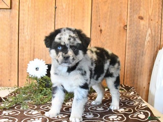 Mixed Breed dogs Sky - Ad 26