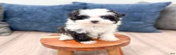 Havanese dogs for sale: Hailey - Ad 2