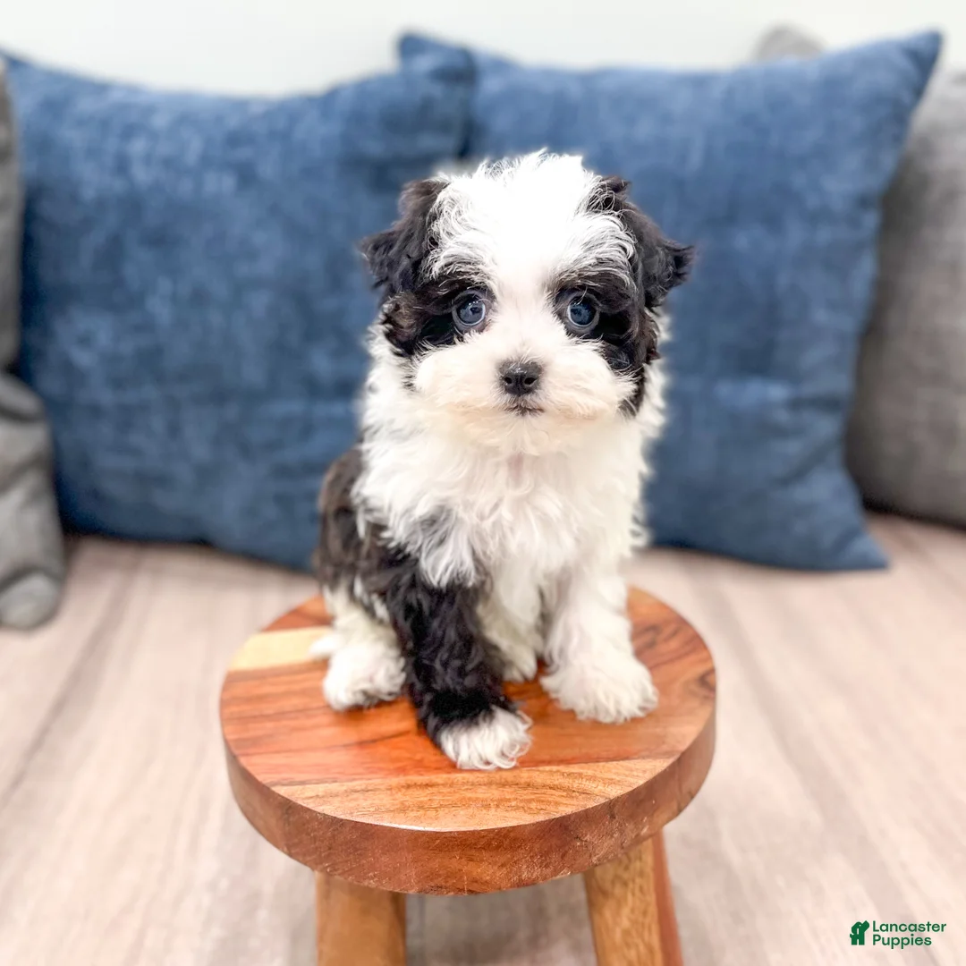 Havanese dogs for sale: Hailey - Ad 2
