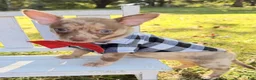 Chihuahua dogs for sale: Chihuahua 1 - Ad 4