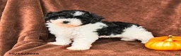 Miniature Poodle dogs for sale: Bandit - Ad 5