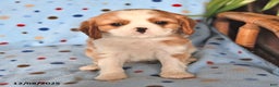 Cavalier King Charles Spaniel dogs for sale: Rover - Ad 4