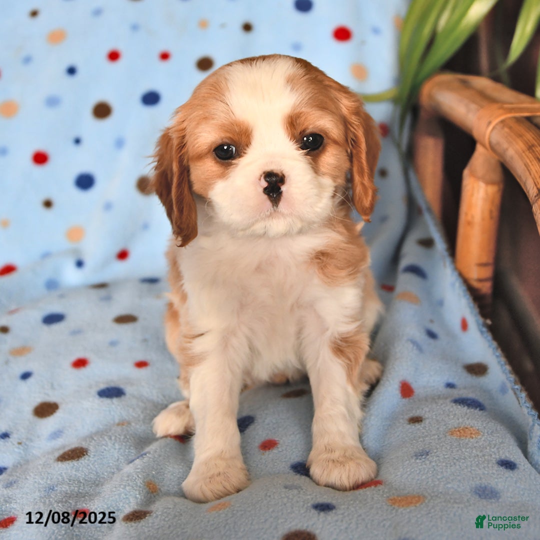 Cavalier King Charles Spaniel dogs for sale: Rover - Ad 4