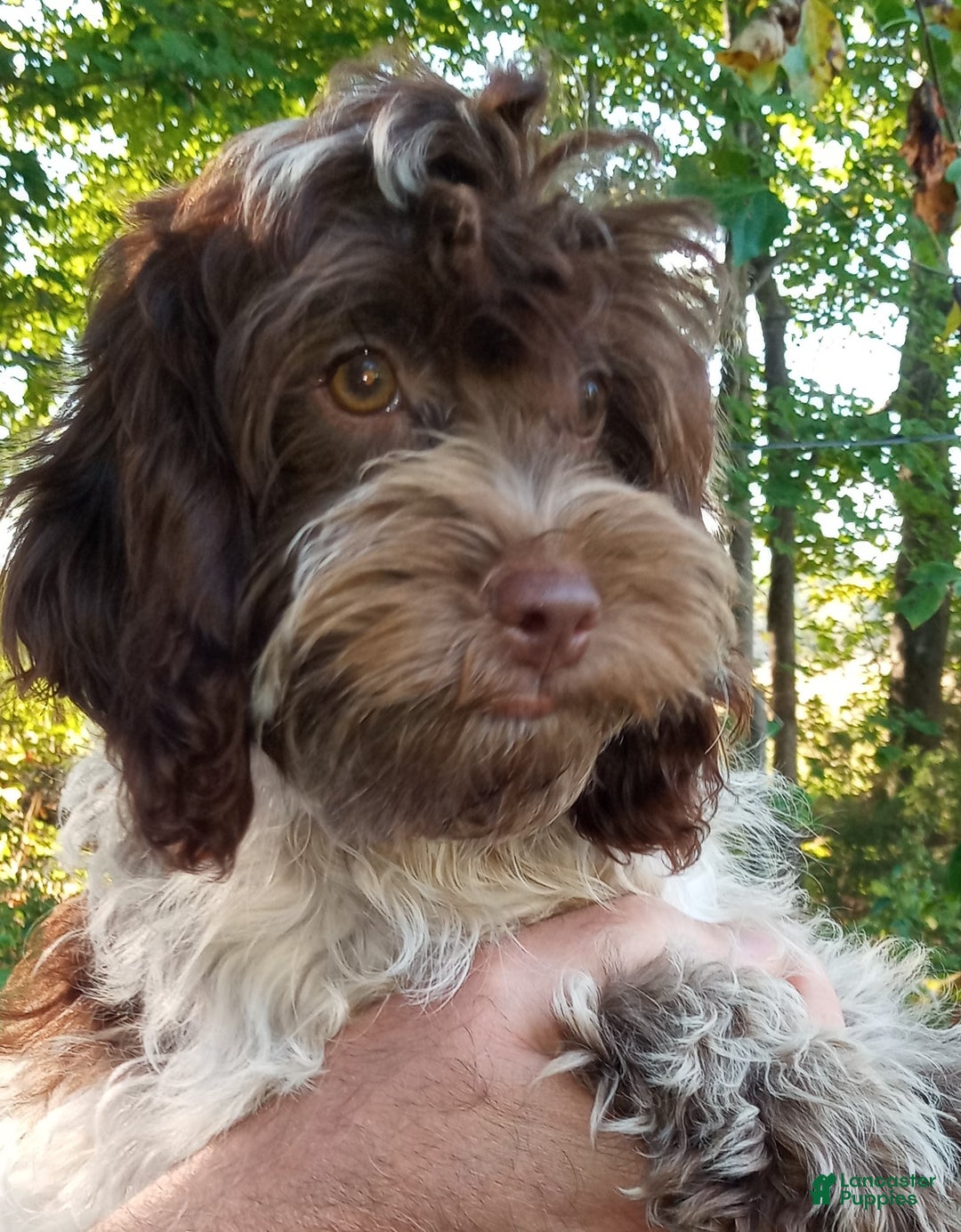 Cockapoo dogs for sale: Baconi - Ad 4