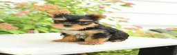Yorkshire Terrier dogs for sale: Pluto - Ad 2