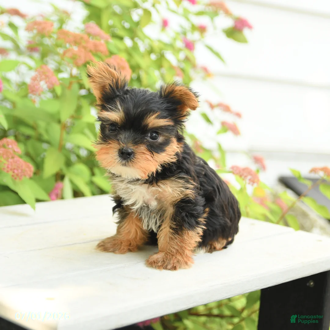 Yorkshire Terrier dogs for sale: Pluto - Ad 2