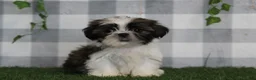 Shih Tzu dogs for sale: Bruno - Ad 1