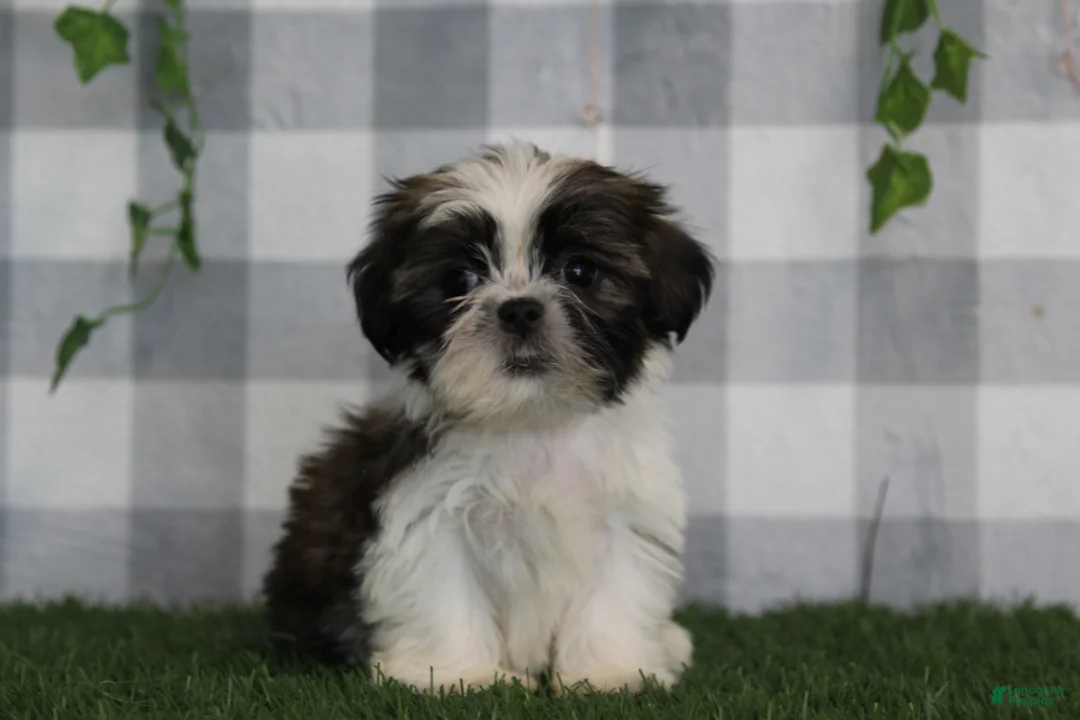 Shih Tzu dogs for sale: Bruno - Ad 1