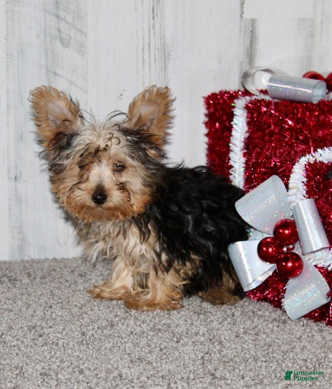 Yorkiepoo dogs for sale: Tucker - Ad 3