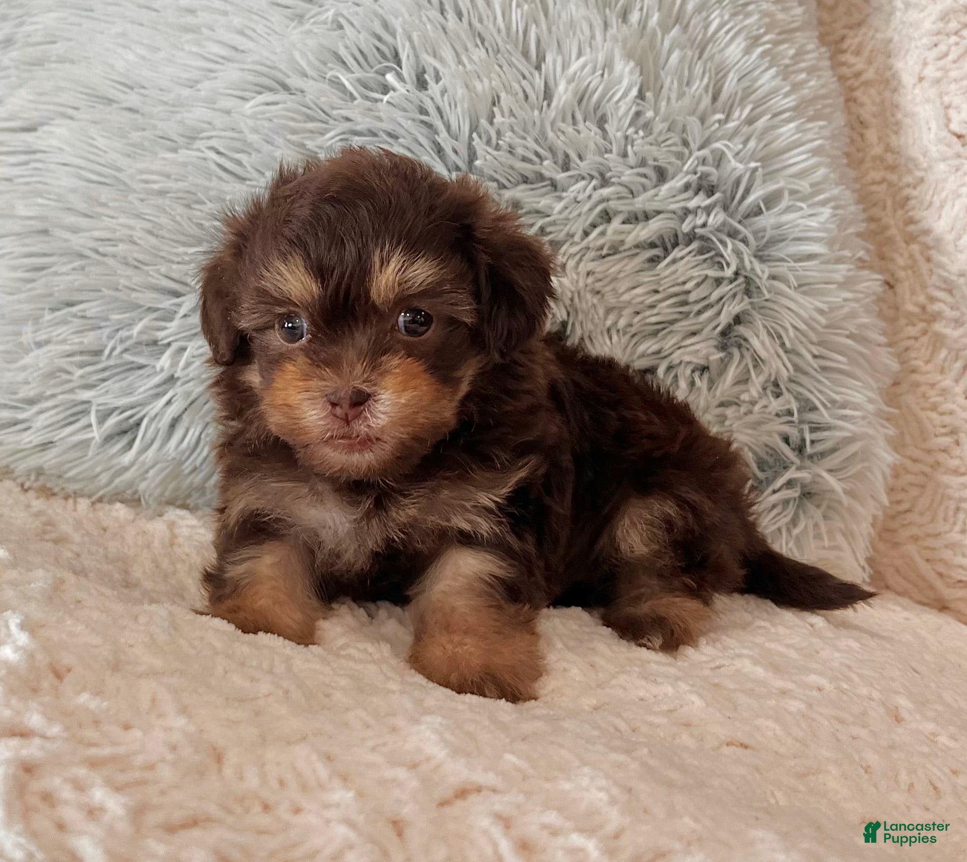 Havapoo dogs Muffin - Ad 2