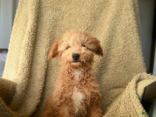 Miniature Poodle dogs - Ad 38