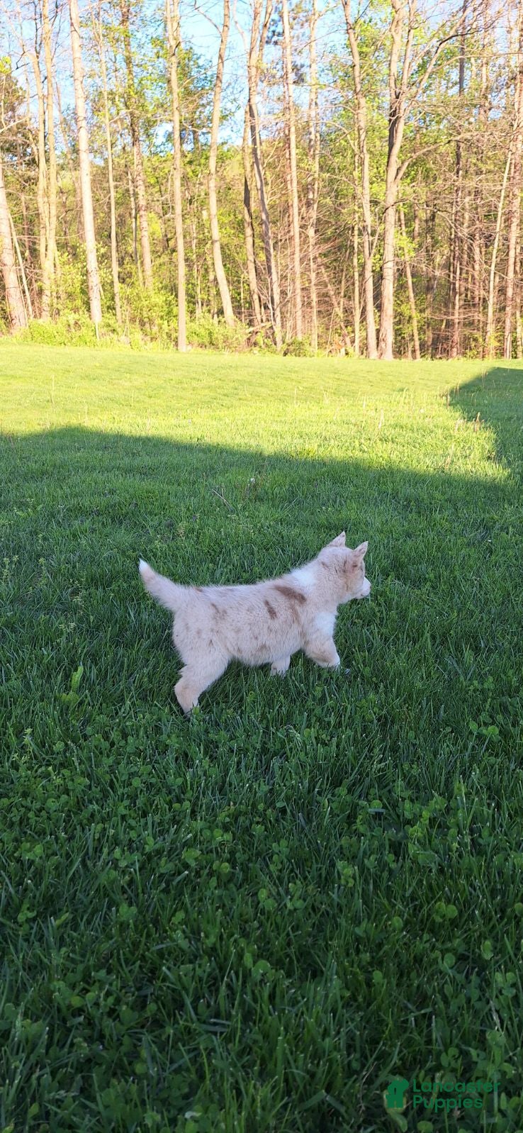 Gerberian Shepsky dogs for sale: Timber - Ad 6
