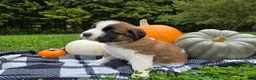 Saint Bernard dogs for sale: Willow - Ad 8