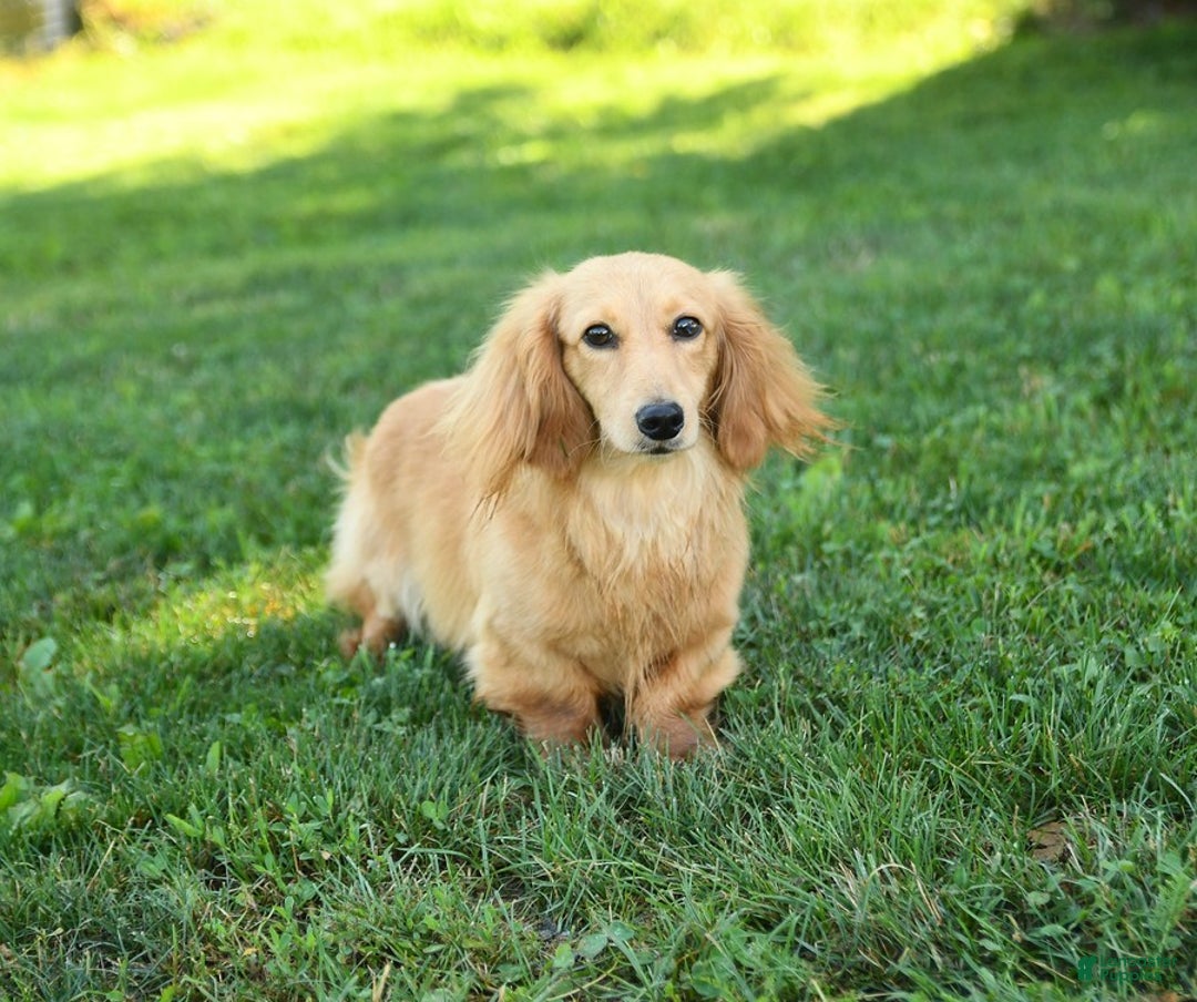 Miniature Dachshund dogs for sale: Waffles - Ad 7