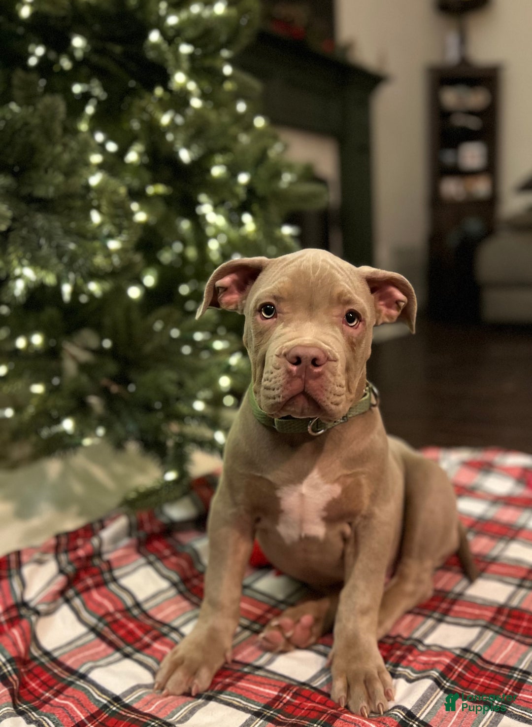 American Bully dogs for sale: Louis - Ad 1