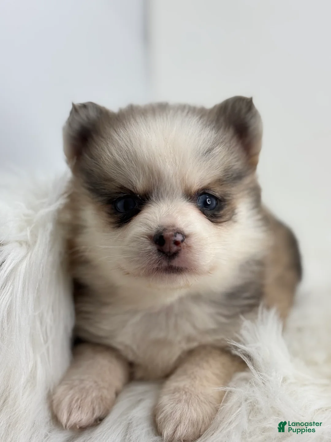 Pomsky dogs for sale: Hadley - Ad 3