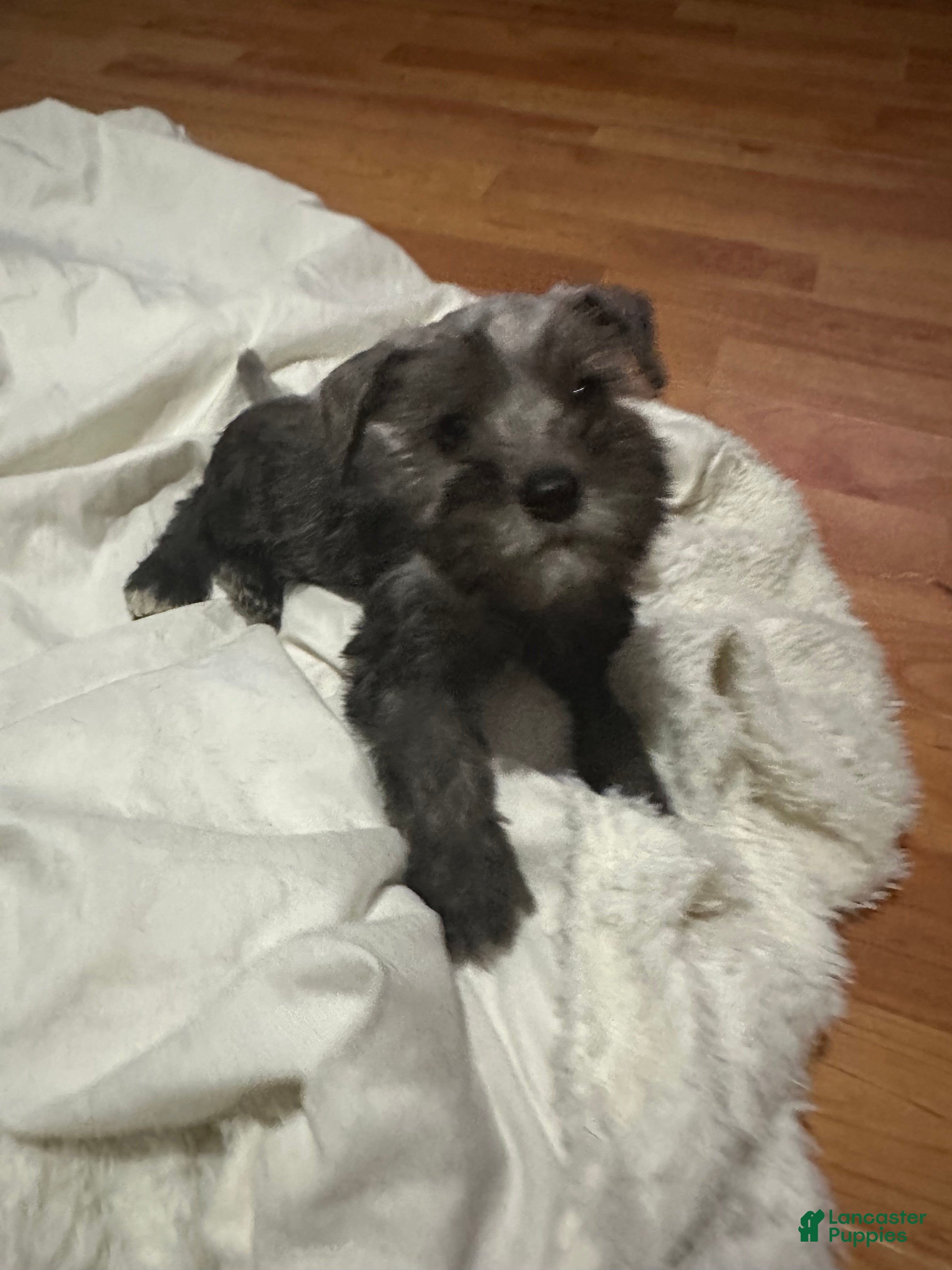 Standard Schnauzer dogs Standard Schnauzer Puppy 2 - Ad 2