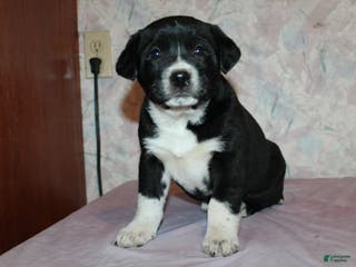 Goldador dogs Luna - Ad 8