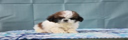 Shih Tzu dogs for sale: Gilbert - Ad 3