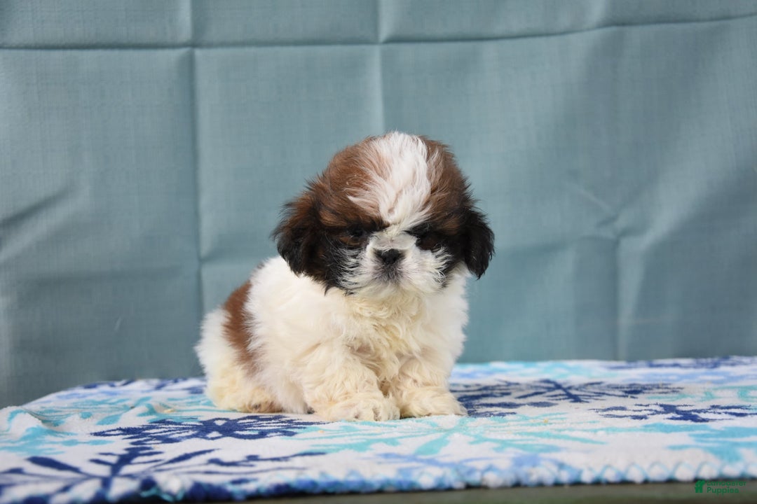 Shih Tzu dogs for sale: Gilbert - Ad 3