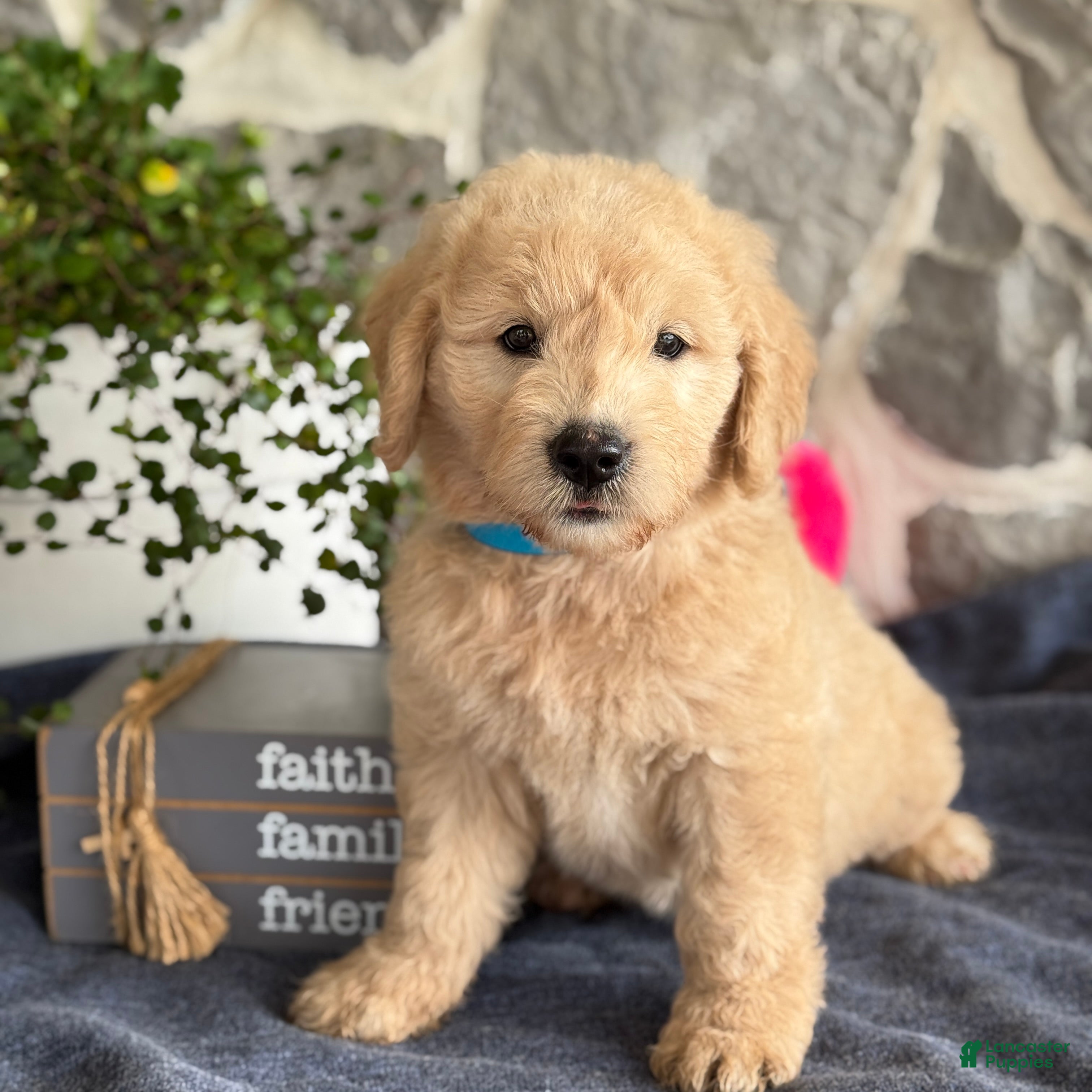 Goldendoodle dogs for sale: Nico - Ad 3
