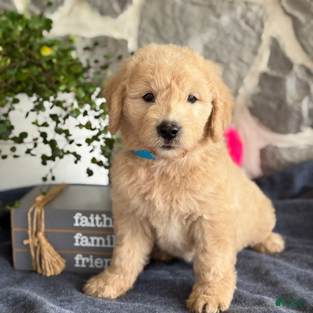 Goldendoodle dogs for sale: Nico - Ad 1