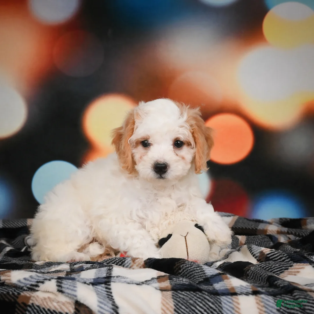 Mini Bernedoodle dogs for sale: Mable - Ad 1