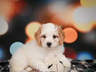 Mini Bernedoodle dogs Mable - Ad 21