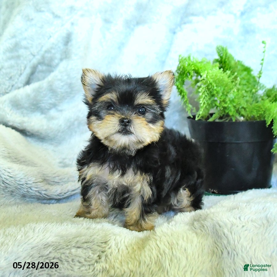 Yorkshire Terrier dogs Sadie - Ad 1