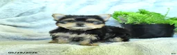Yorkshire Terrier dogs for sale: Sadie - Ad 1