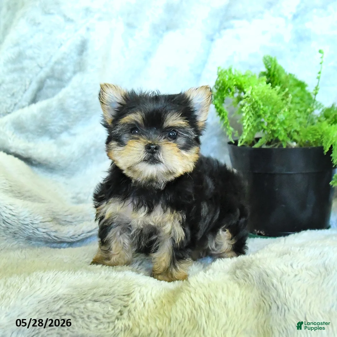 Yorkshire Terrier dogs for sale: Sadie - Ad 1