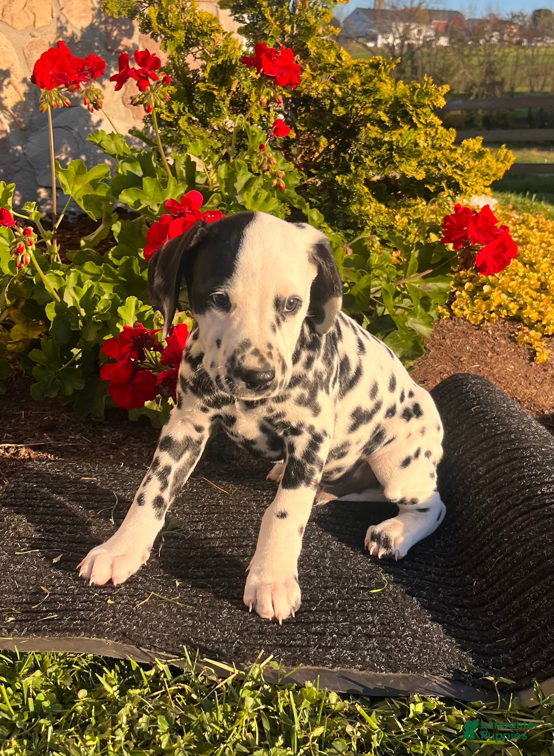 Dalmatian dogs for sale: Richard ❤️akc genetic tested  - Ad 2