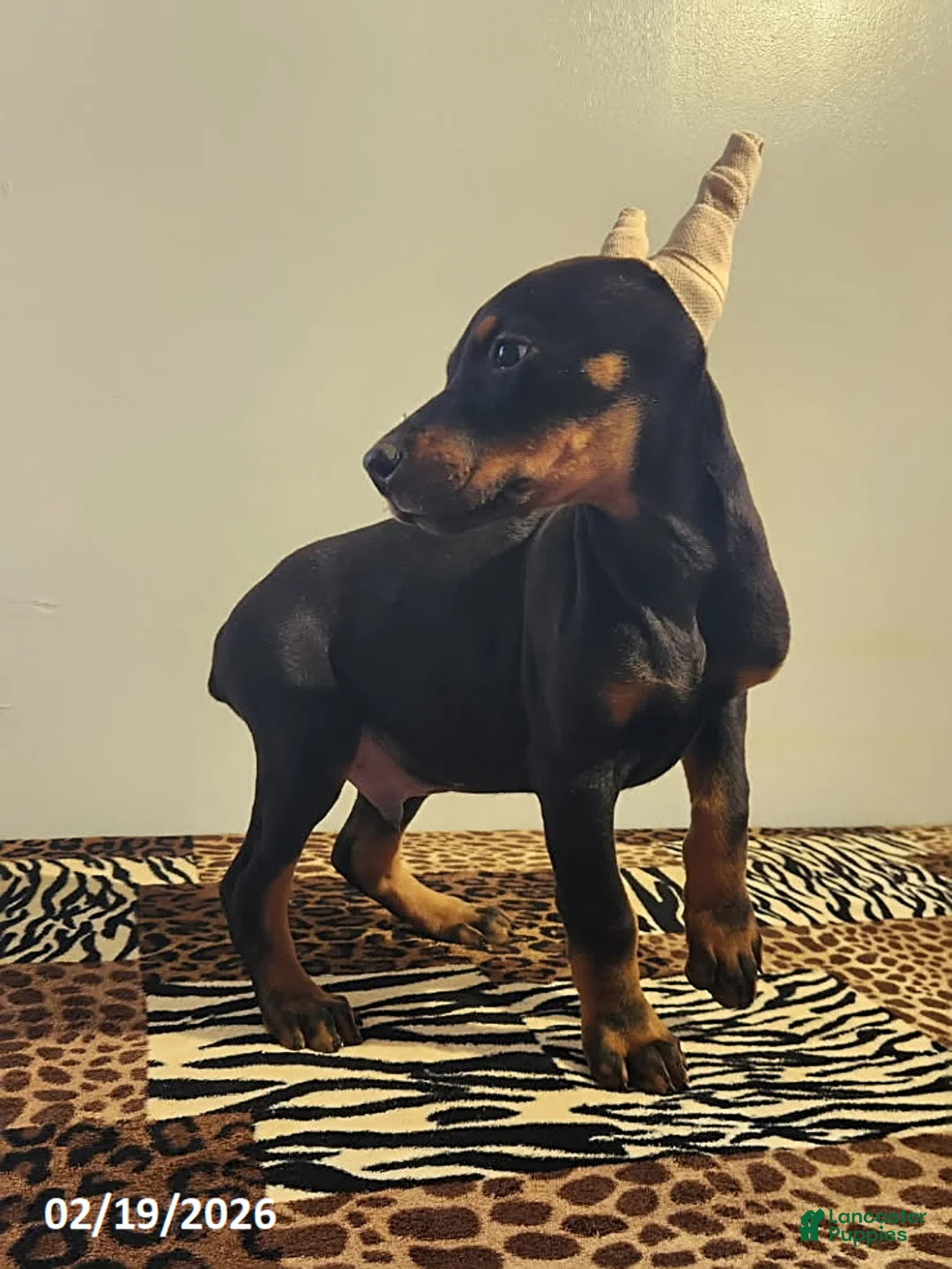 Doberman Pinscher dogs for sale: Robbie - Ad 4