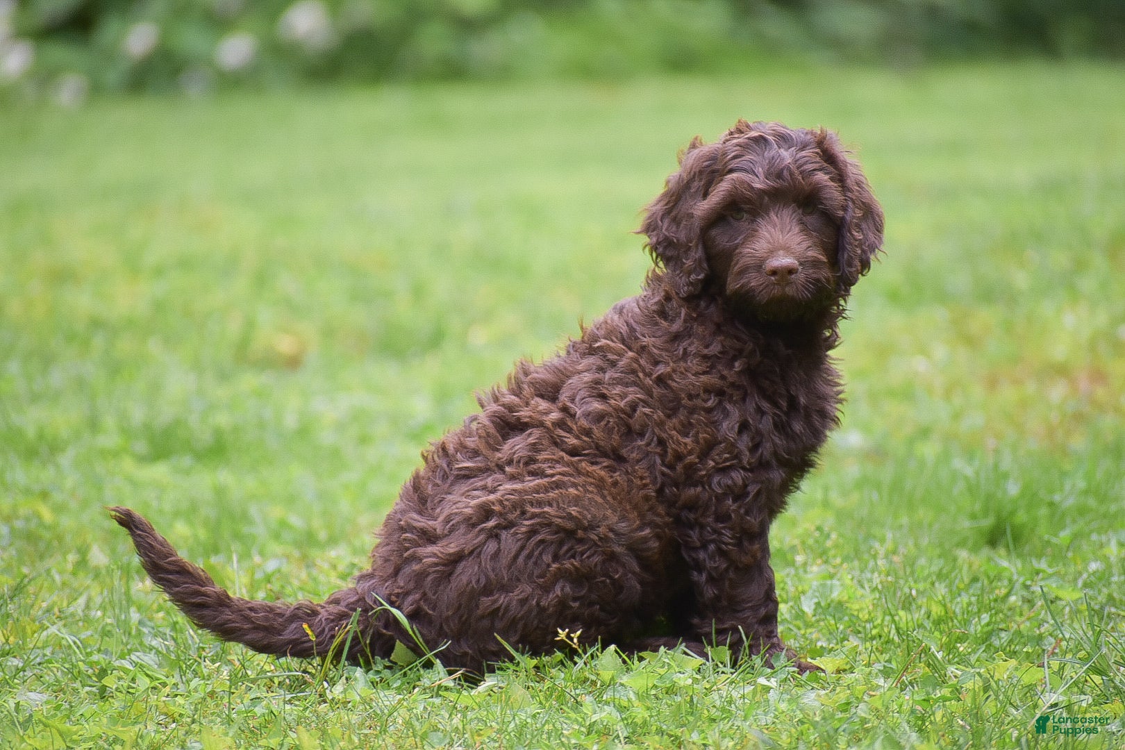 Portuguese Water Dog dogs Magnolia - Ad 1