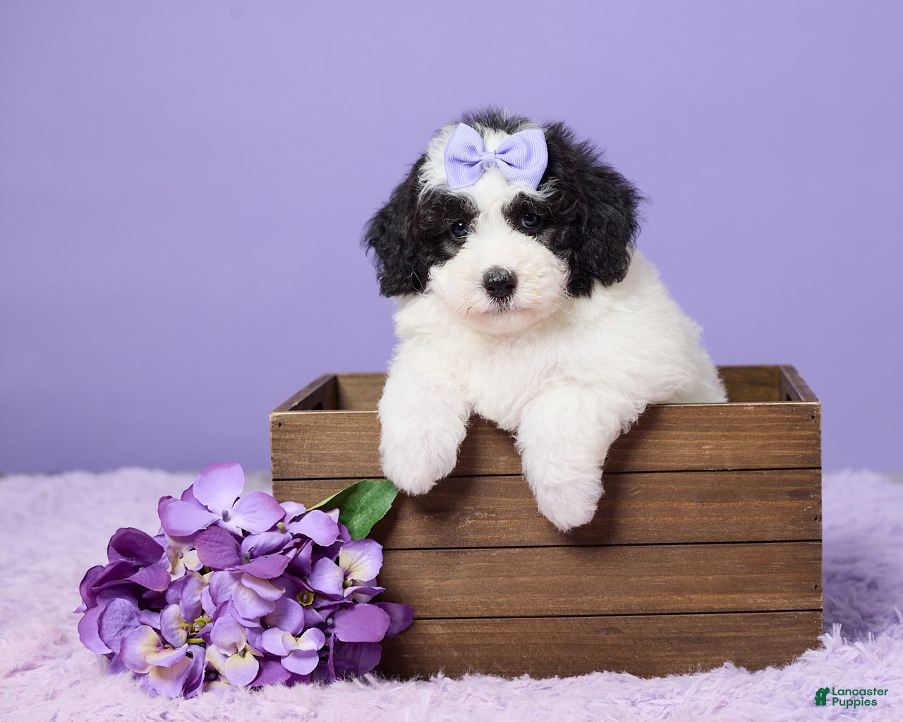 Mini Sheepadoodle dogs Stella - Ad 1